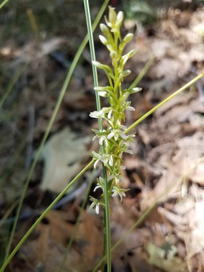 Platanthera elegans, photographed by Nature Newt