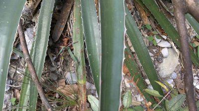 Agave funkiana, photographed by Rogelio Reyna-Hernández
