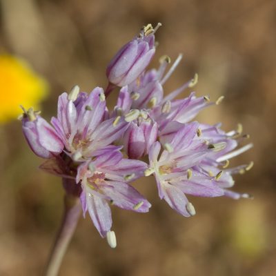 Allium howellii, photographed by Ken-ichi Ueda