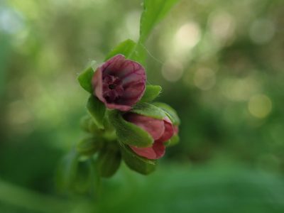 Cynoglossum germanicum, photographed by Daniel Cahen
