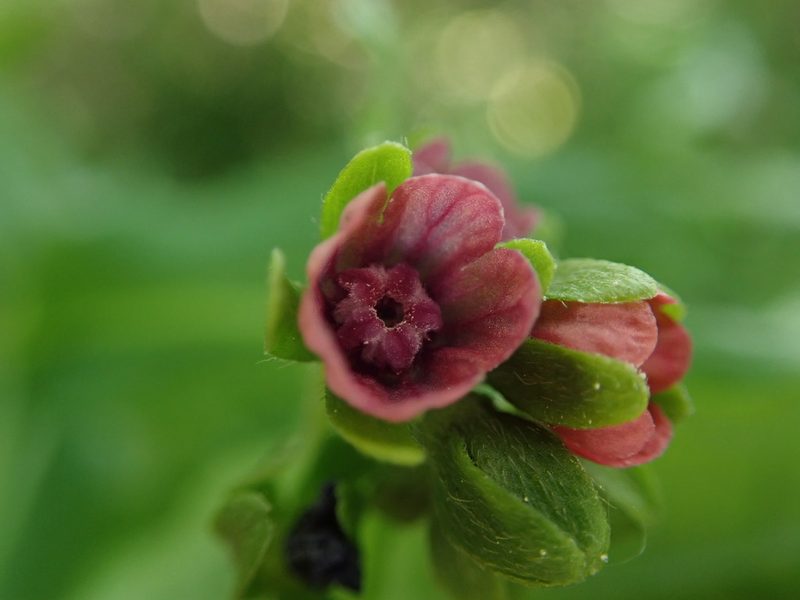 Cynoglossum germanicum, photographed by Daniel Cahen
