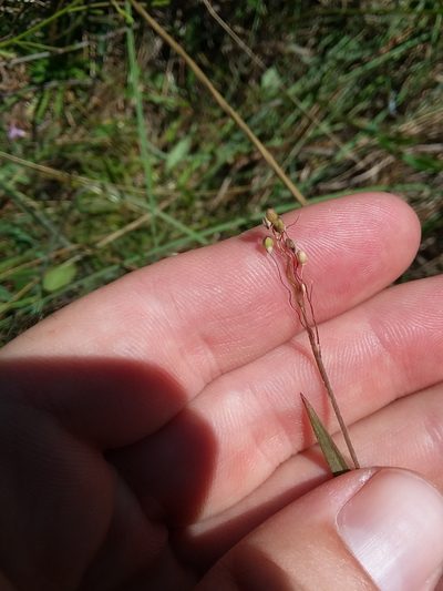 Dichanthelium consanguineum, photographed by Will McFarland