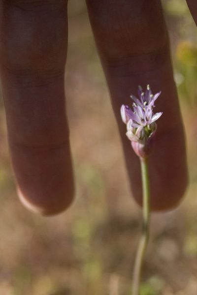 Allium howellii, photographed by Ken-ichi Ueda