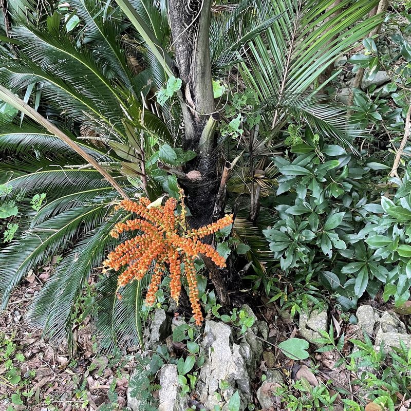 Arenga ryukyuensis, photographed by Takaaki Hattori