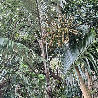 Arenga ryukyuensis, photographed by Takaaki Hattori