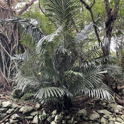 Arenga ryukyuensis, photographed by Takaaki Hattori