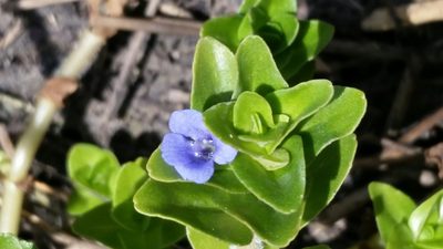 Bacopa caroliniana, photographed by Jay Horn