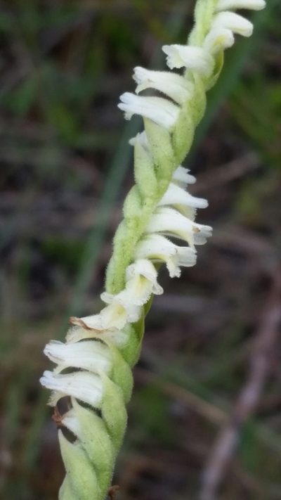 Spiranthes laciniata, photographed by Jay Horn