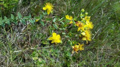 Hypericum myrtifolium, photographed by Jay Horn