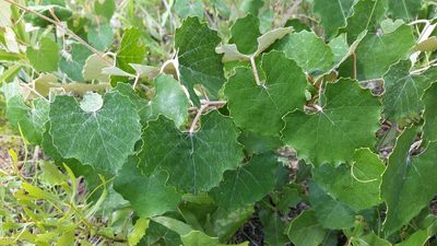 Vitis shuttleworthii, photographed by Jay Horn