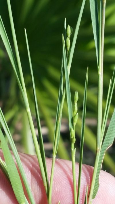 Dichanthelium pinetorum, photographed by Jay Horn