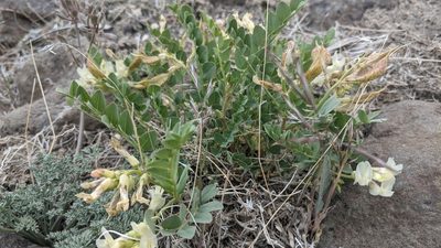 Astragalus beckwithii, photographed by Zoe O.