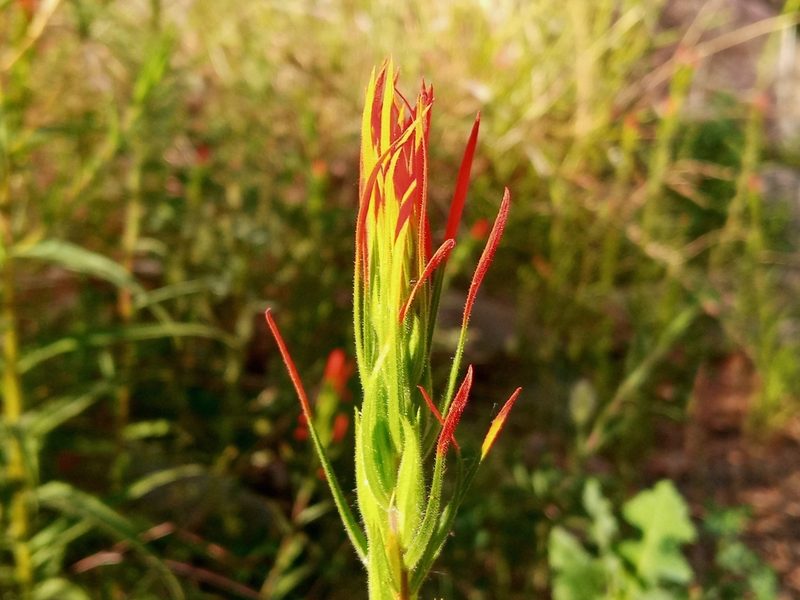 Castilleja minor, photographed by Daniel S.