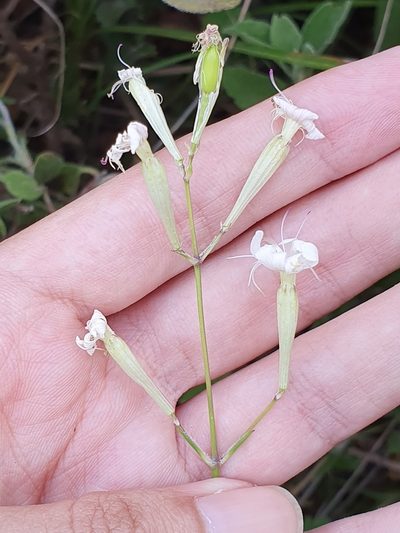 Silene patula, photographed by Mehdi Chetibi
