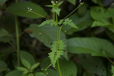 Valeriana chaerophylloides, photographed by Don Johnston