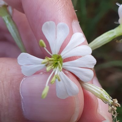 Silene patula, photographed by Mehdi Chetibi