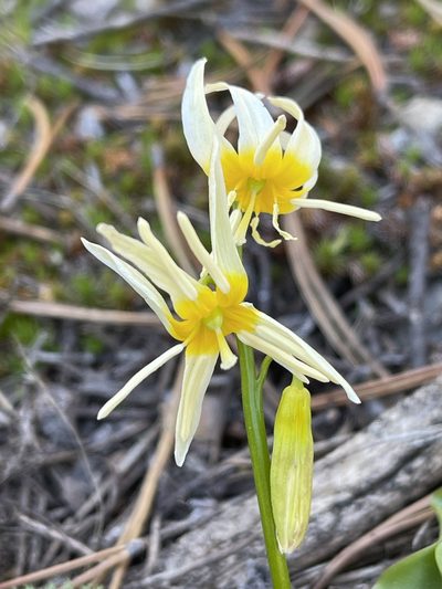 Erythronium purpurascens, photographed by Dee Shea Himes