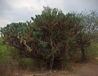 Myrtillocactus geometrizans, photographed by Juan Carlos Fonseca Mata