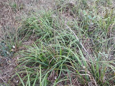 Carex ventosa, photographed by Peter de Lange