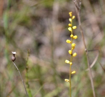Aletris aurea, photographed by Lauren McLaurin