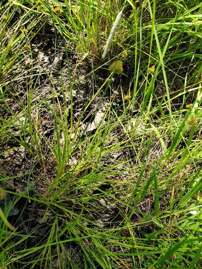 Carex unilateralis, photographed by Mary Lynn Roush
