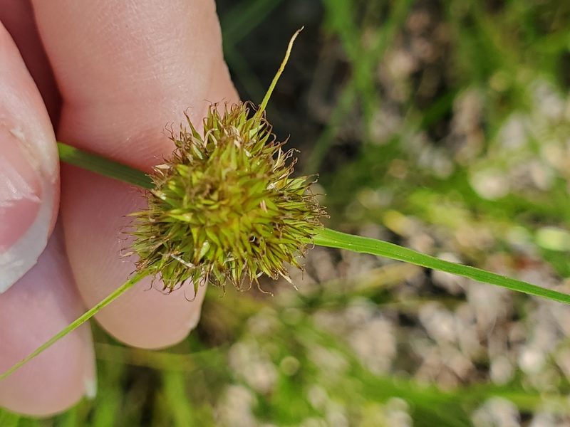 Carex unilateralis, photographed by Mary Lynn Roush