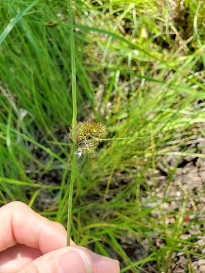 Carex unilateralis, photographed by Mary Lynn Roush