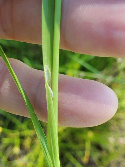 Carex unilateralis, photographed by Mary Lynn Roush