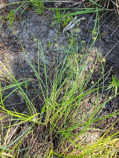 Carex unilateralis, photographed by Mary Lynn Roush