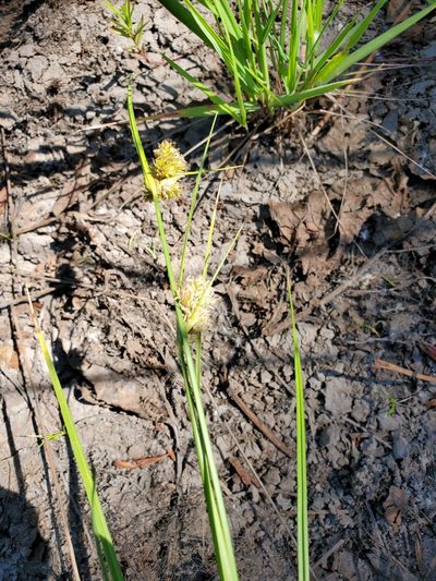 Carex unilateralis, photographed by Mary Lynn Roush