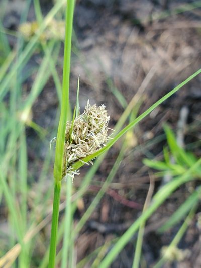 Carex unilateralis, photographed by Mary Lynn Roush