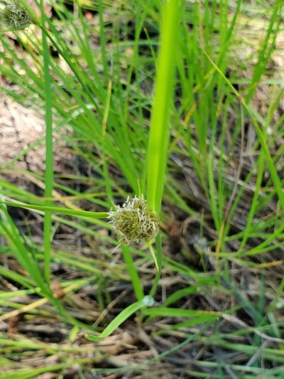 Carex unilateralis, photographed by Mary Lynn Roush