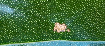 Myoporum semotum, photographed by Peter de Lange