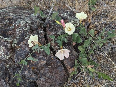 Calystegia occidentalis, photographed by Trevor Van Loon