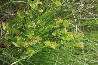 Betula pumila, photographed by Jacob Friend