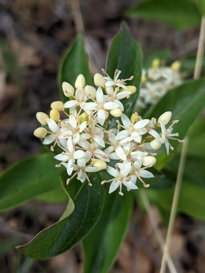 Cornus glabrata, photographed by Trevor Van Loon