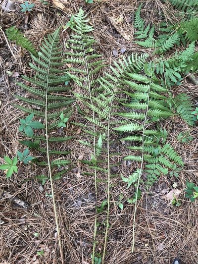 Dryopteris ludoviciana, photographed by John Kees