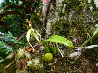Prosthechea cochleata, photographed by kfa