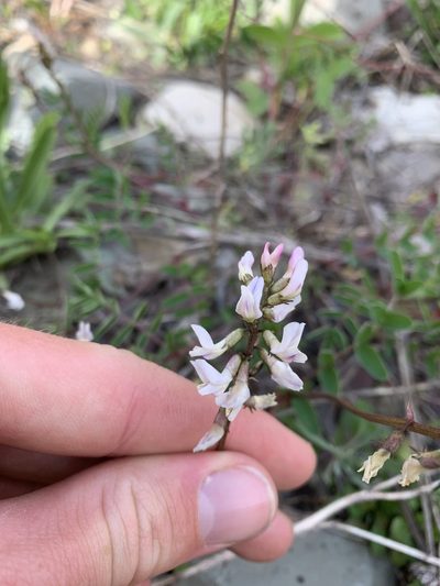 Astragalus robbinsii, photographed by Spencer Quayle
