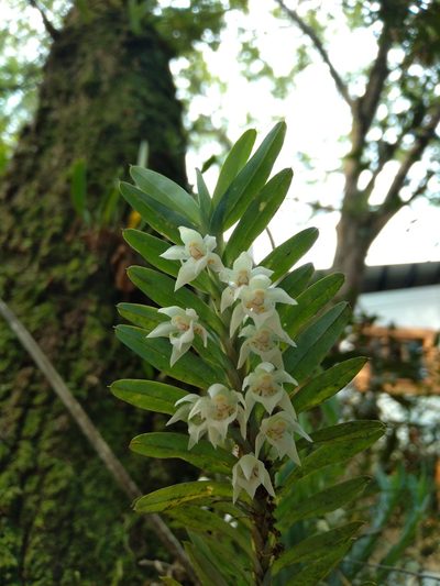 Dichaea glauca, photographed by kfa