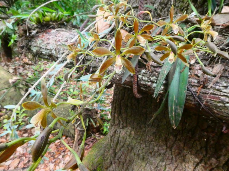 Encyclia candollei, photographed by kfa