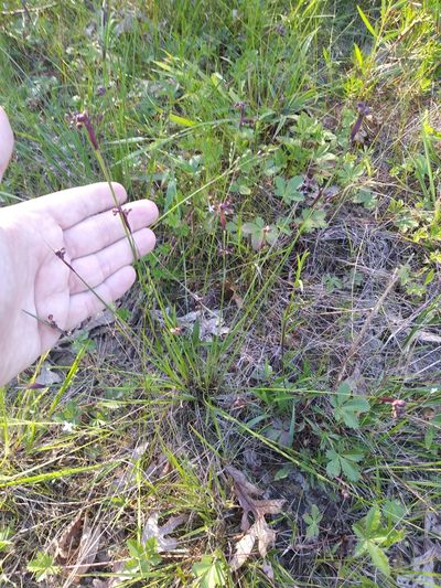 Sisyrinchium mucronatum, photographed by Chris Hoess