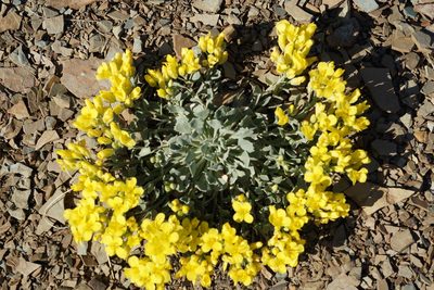 Physaria didymocarpa, photographed by Spencer Quayle