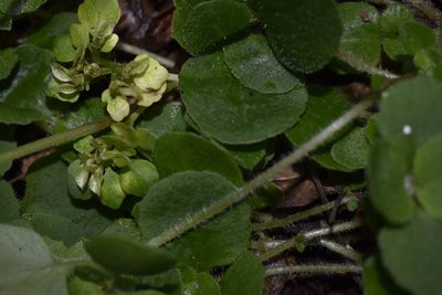 Chrysosplenium pilosum, photographed by Repina Tatyana