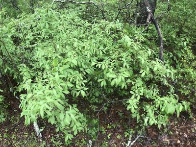 Gaylussacia frondosa, photographed by Chase Mathey