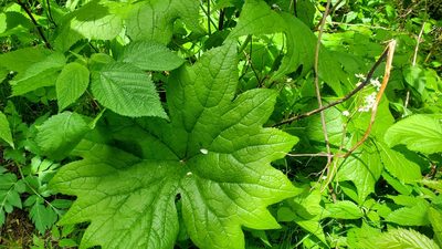 Podophyllum cymosum, photographed by Sean Feirstein