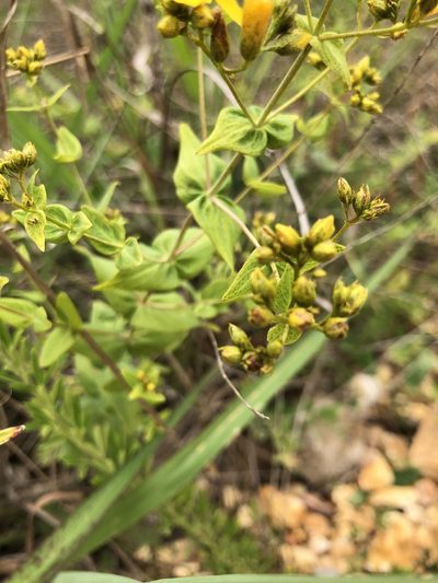 Hypericum pseudomaculatum, photographed by Curtis Hansen