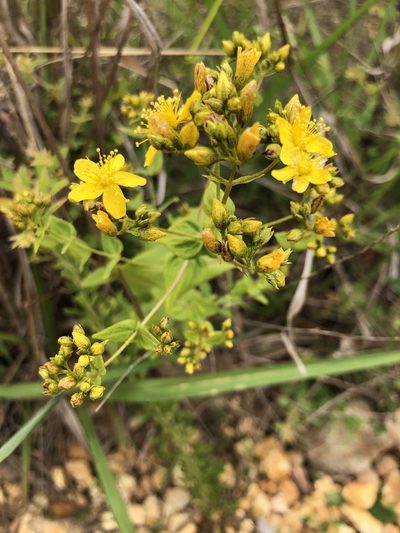 Hypericum pseudomaculatum, photographed by Curtis Hansen