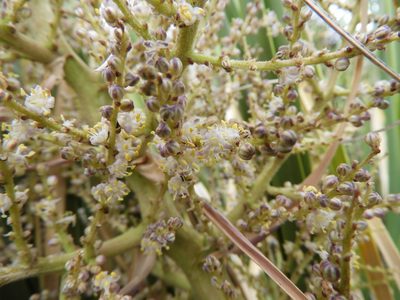 Nolina cespitifera, photographed by Leticia Jiménez Hernández