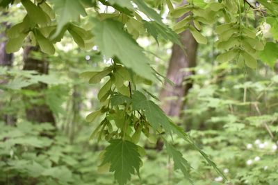 Acer barbinerve, photographed by Repina Tatyana